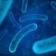 Lactobacillus acidophilus YT1(HU038) 이미지