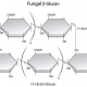 효모베타글루칸 이미지