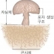 표고버섯균사체 이미지