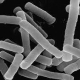 Lactobacillus plantarum Q180 이미지